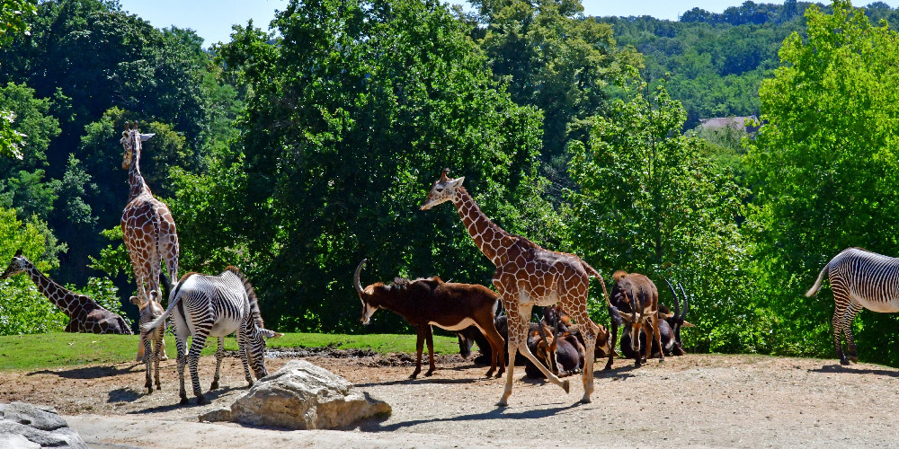 Séjour-Zoo-de-Beauval-et-Val-de-Loire-prochain-départs