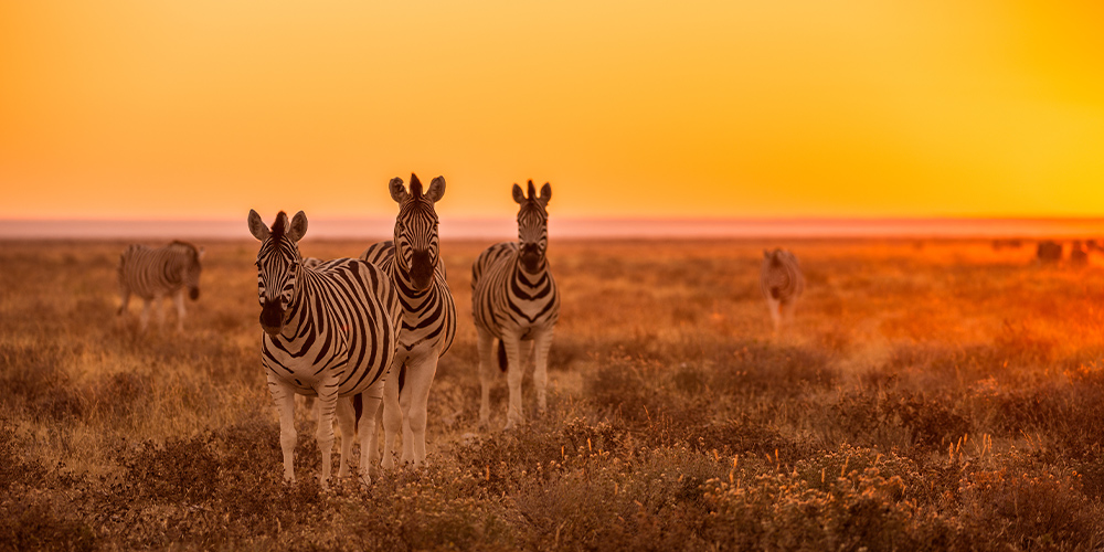 safari-voyage-Namibie