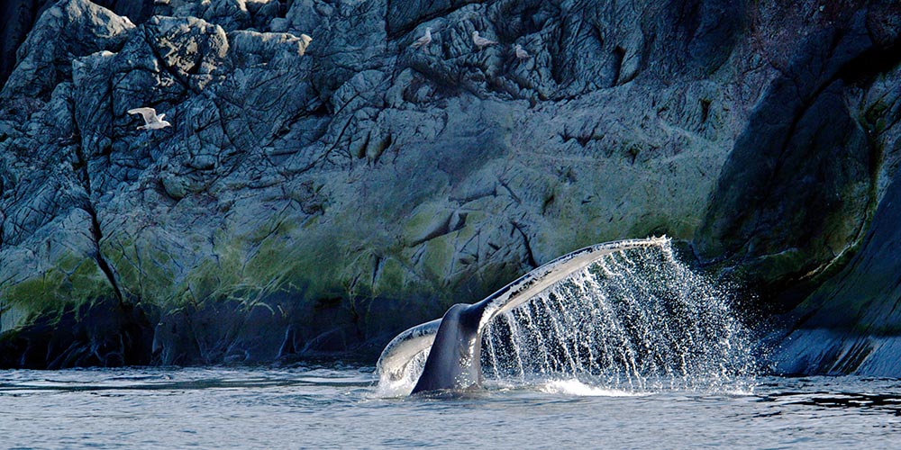 voyage-au-canada-observation-des-baleines-tadoussac