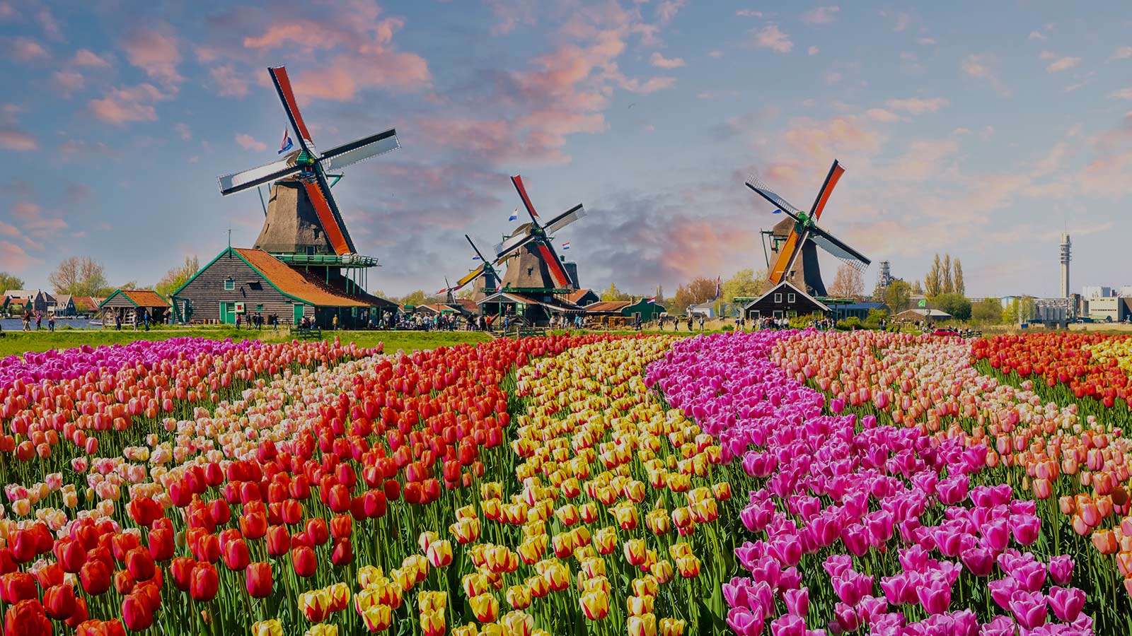 Les-Pays-Bas-en-fleurs-image-de-fond